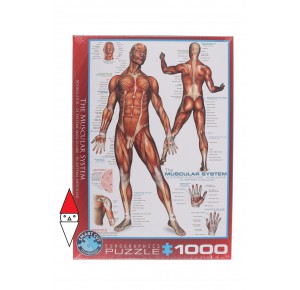 EUROGRAPHICS, , , PUZZLE TEMATICO EUROGRAPHICS ANATOMIA THE MUSCULAR SYSTEM 1000 PZ