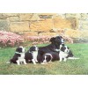 THE HOUSE OF PUZZLES, The-House-of-Puzzles-2698, 5060002002698, PUZZLE ANIMALI THE HOUSE OF PUZZLES CANI MOTHERS PRIDE 500 PZ