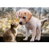 BLUEBIRD, BLUEBIRD-PUZZLE-70004, 3663384700040, PUZZLE ANIMALI BLUEBIRD GATTI KITTEN AND PUPPY 500 PZ