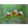 BLUEBIRD, BLUEBIRD-PUZZLE-70294, 3663384702945, PUZZLE ANIMALI BLUEBIRD RANE FRIENDLY FROGS 500 PZ