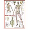 EUROGRAPHICS, 6000-2014, 628136620147, PUZZLE TEMATICO EUROGRAPHICS ANATOMIA LO SCHELETRO 1000 PZ