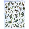 EUROGRAPHICS, 6000-0316, 628136603164, PUZZLE ANIMALI EUROGRAPHICS UCCELLI UCCELLI DA PREDA E GUFI 1000 PZ