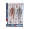 EUROGRAPHICS, 6000-4940, 628136649407, PUZZLE TEMATICO EUROGRAPHICS ANATOMIA IL SISTEMA CIRCOLATORIO 1000 PZ