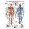 EUROGRAPHICS, 6000-4940, 628136649407, PUZZLE TEMATICO EUROGRAPHICS ANATOMIA IL SISTEMA CIRCOLATORIO 1000 PZ