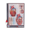 EUROGRAPHICS, 6000-0257, 628136602570, PUZZLE TEMATICO EUROGRAPHICS ANATOMIA IL CUORE 1000 PZ