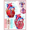 EUROGRAPHICS, 6000-0257, 628136602570, PUZZLE TEMATICO EUROGRAPHICS ANATOMIA IL CUORE 1000 PZ