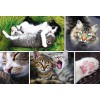 TREFL, 26145, 5900511261455, PUZZLE ANIMALI TREFL GATTI COLLAGE GATTI 1500 PZ