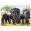 TREFL, 10442, 5900511104424, PUZZLE ANIMALI TREFL ELEFANTI ELEFANTI AFRICANI 1000 PZ