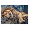 TREFL, 10447, 5900511104479, PUZZLE ANIMALI TREFL LEONI LEONE 1000 PZ