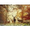 HEYE, 29805, 4001689298050, PUZZLE ANIMALI HEYE CERVI MAGIC FORESTS STAGS 1000 PZ