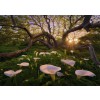 HEYE, 29906, 4001689299064, PUZZLE PAESAGGI HEYE FORESTA MAGIC FORESTS CALLA CLEARING 1000 PZ