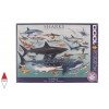 EUROGRAPHICS 6000-0079