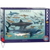 EUROGRAPHICS 6000-0079