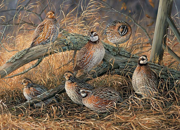 COBBLE HILL, Cobble-Hill-80194, 625012801942, PUZZLE ANIMALI COBBLE HILL / OUTSET MEDIA QUAIL QUAGLIE UCCELLI 1000 PZ
