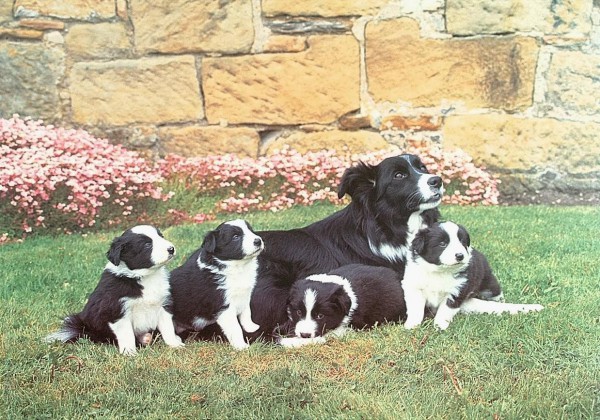 THE HOUSE OF PUZZLES, The-House-of-Puzzles-2698, 5060002002698, PUZZLE ANIMALI THE HOUSE OF PUZZLES CANI MOTHERS PRIDE 500 PZ