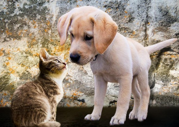 BLUEBIRD, BLUEBIRD-PUZZLE-70004, 3663384700040, PUZZLE ANIMALI BLUEBIRD GATTI KITTEN AND PUPPY 500 PZ
