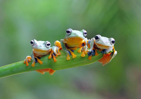BLUEBIRD, BLUEBIRD-PUZZLE-70294, 3663384702945, PUZZLE ANIMALI BLUEBIRD RANE FRIENDLY FROGS 500 PZ