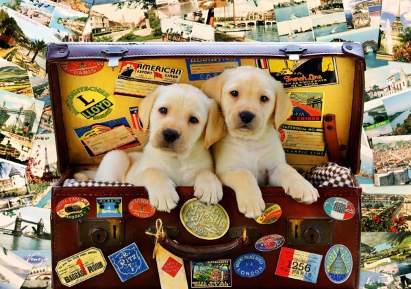 BLUEBIRD, 70237-P, 3663384702372, PUZZLE ANIMALI BLUEBIRD CANI TWO TRAVEL PUPPIES 1000 PZ
