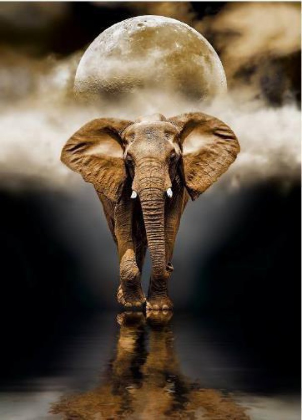 CLEMENTONI, 39416, 8005125394166, PUZZLE ANIMALI CLEMENTONI ELEFANTI THE ELEPHANT 1000 PZ