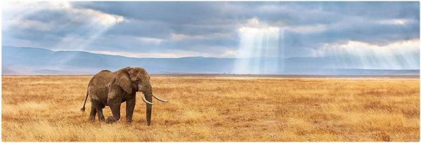 CLEMENTONI, 39484, 8005125394845, PUZZLE ANIMALI CLEMENTONI PANORAMA LOST 1000 PZ