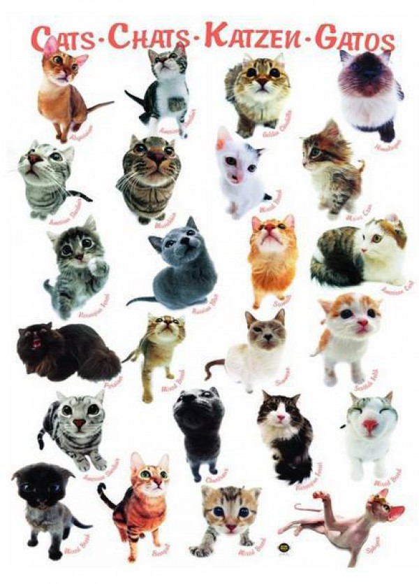 EUROGRAPHICS, 6000-1511, 628136615112, PUZZLE ANIMALI EUROGRAPHICS GATTI RAZZE DI GATTI CLASSICHE 1000 PZ