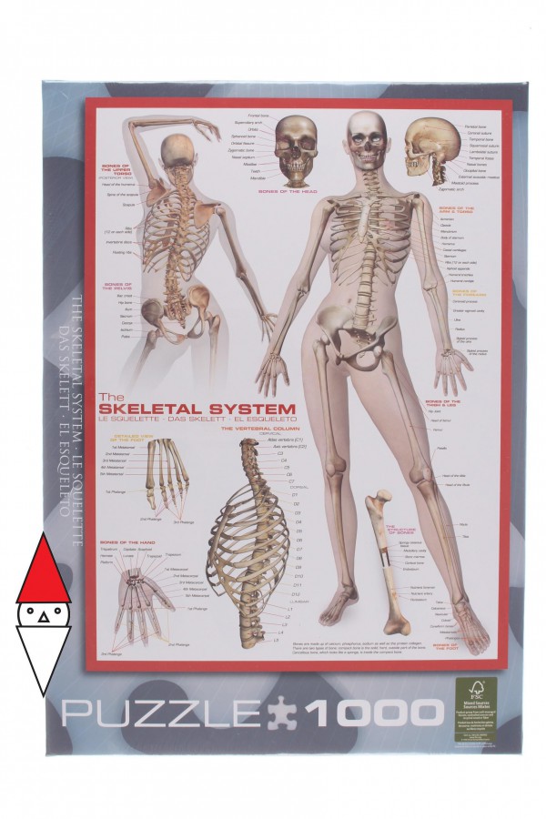 EUROGRAPHICS, 6000-2014, 628136620147, PUZZLE TEMATICO EUROGRAPHICS ANATOMIA LO SCHELETRO 1000 PZ