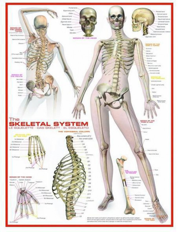 EUROGRAPHICS, 6000-2014, 628136620147, PUZZLE TEMATICO EUROGRAPHICS ANATOMIA LO SCHELETRO 1000 PZ