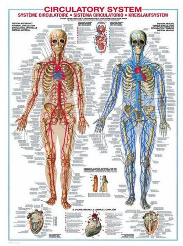 EUROGRAPHICS, 6000-4940, 628136649407, PUZZLE TEMATICO EUROGRAPHICS ANATOMIA IL SISTEMA CIRCOLATORIO 1000 PZ
