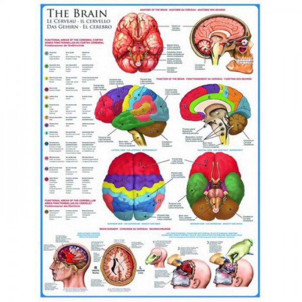 EUROGRAPHICS, 6000-0256, 628136602563, PUZZLE TEMATICO EUROGRAPHICS ANATOMIA IL CERVELLO 1000 PZ