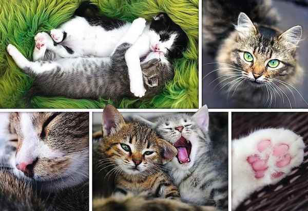 TREFL, 26145, 5900511261455, PUZZLE ANIMALI TREFL GATTI COLLAGE GATTI 1500 PZ