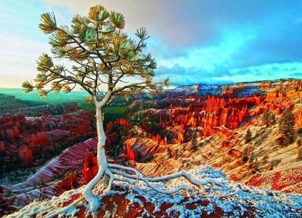 EUROGRAPHICS, 6000-0692, 628136606929, PUZZLE PAESAGGI EUROGRAPHICS ALBERI ALBA INVERNALE 1000 PZ