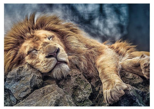 TREFL, 10447, 5900511104479, PUZZLE ANIMALI TREFL LEONI LEONE 1000 PZ