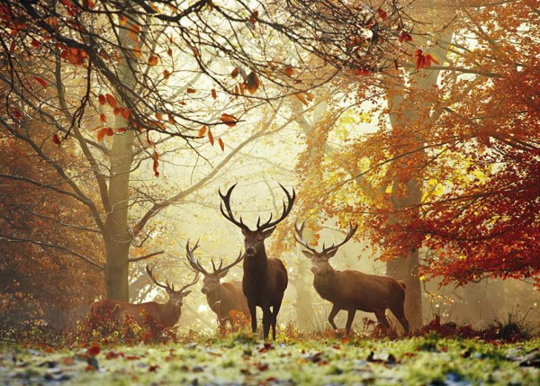 HEYE, 29805, 4001689298050, PUZZLE ANIMALI HEYE CERVI MAGIC FORESTS STAGS 1000 PZ