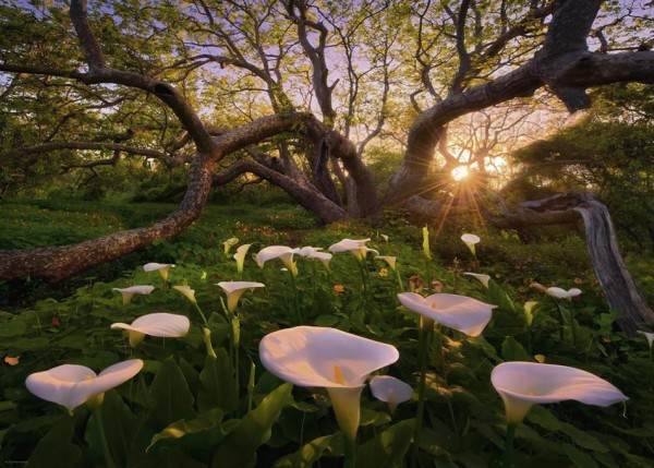 HEYE, 29906, 4001689299064, PUZZLE PAESAGGI HEYE FORESTA MAGIC FORESTS CALLA CLEARING 1000 PZ