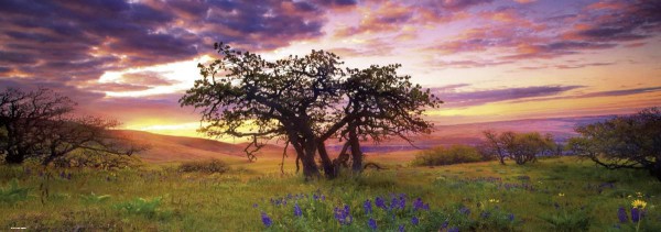 HEYE, 29472, 4001689294724, PUZZLE PAESAGGI HEYE ALBERI PANORAMA AVH OAK TREE 2000 PZ