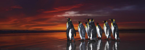 HEYE, 29858, 4001689298586, PUZZLE ANIMALI HEYE PINGUINI PANORAMA KING PENGUINS 1000 PZ